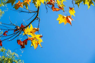 Mavi gökyüzünün altında sarı yapraklar