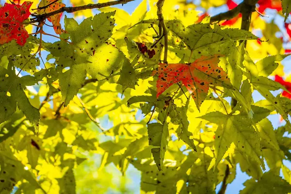 Yellow leaves under blue sky — Stock Photo, Image