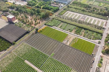Sebzeli ve pirinçli renkli çiftlik.