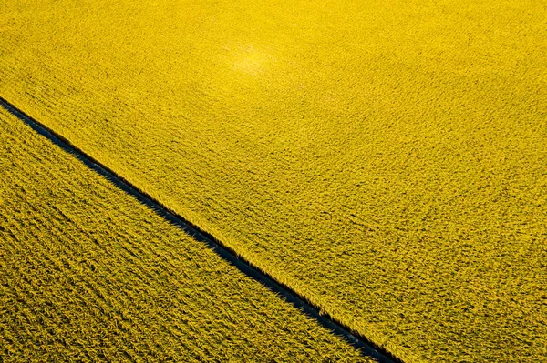 Barevná farma se zeleninou a rýží — Stock fotografie