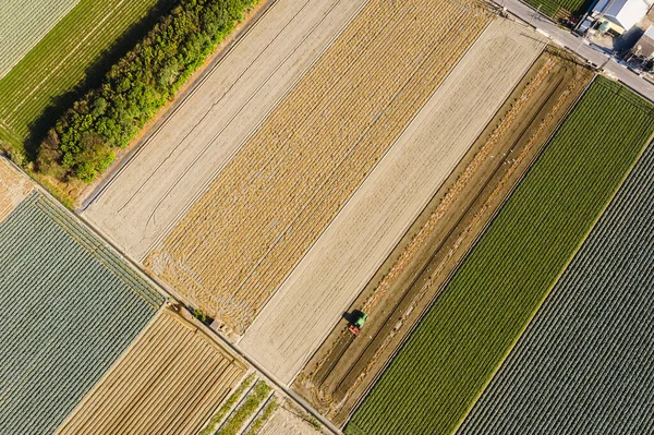 Sebzeli ve pirinçli renkli çiftlik. — Stok fotoğraf