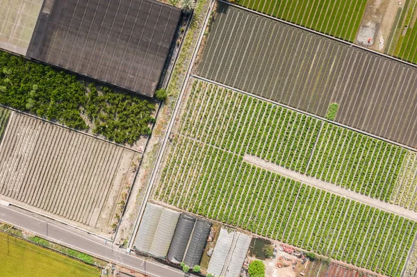 Kleurrijke boerderij met groenten en rijst — Stockfoto