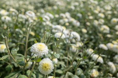 Güzel beyaz kasımpatı çiftliği