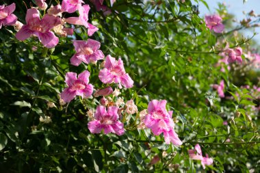 Kırmızı bougainvillea çiçek