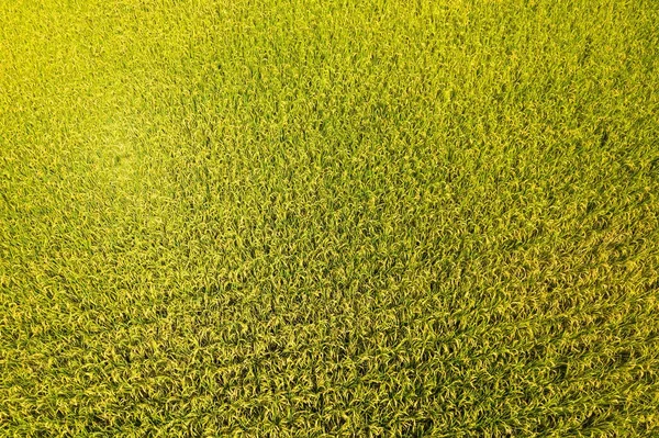 Aerial view of yellow rice farm — Stock Photo, Image