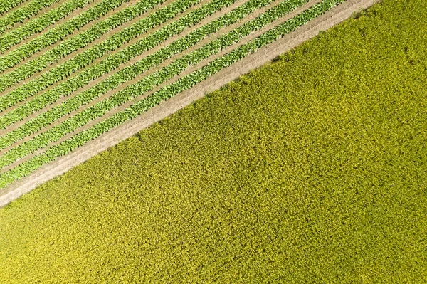 Повітряний вид на жовту рисову ферму — стокове фото