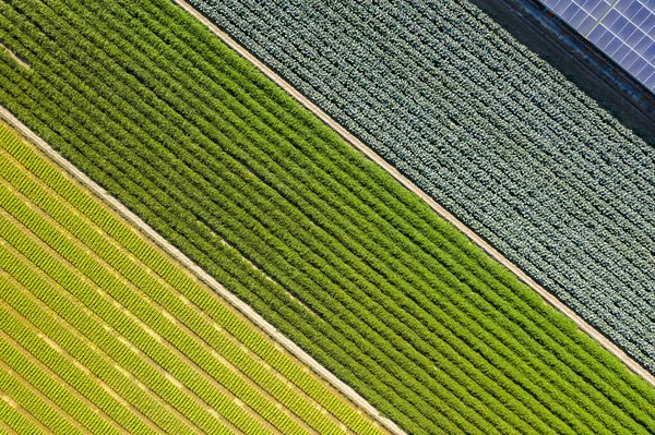 Farbenfroher Bauernhof mit Gemüse und Reis — Stockfoto