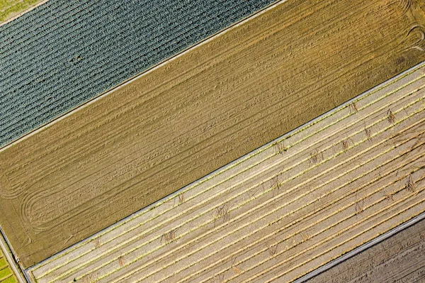 Farbenfroher Bauernhof mit Gemüse und Reis — Stockfoto