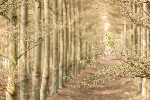 Madagaskar Amandelbomen — Stockfoto