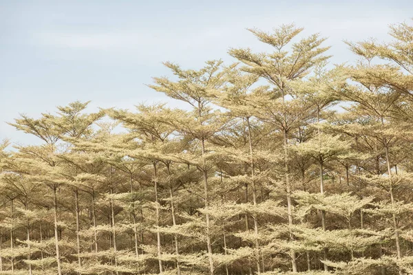 Madagaskar Amandelbomen — Stockfoto