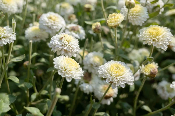 Красива біла хризантема ферма — стокове фото
