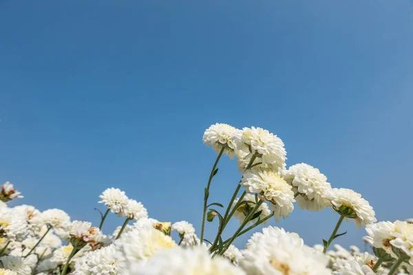 Piękne białe chryzantemy gospodarstwa — Zdjęcie stockowe