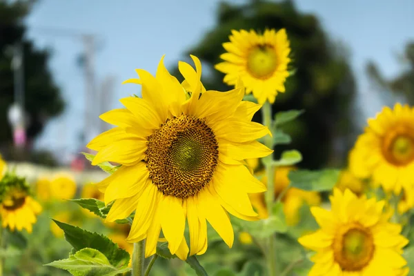 Słoneczniki gospodarstwa z żółtymi kwiatami — Zdjęcie stockowe