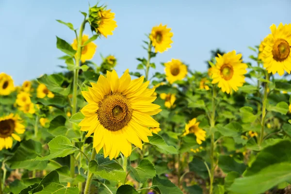 Girassóis fazenda com flores amarelas — Fotografia de Stock