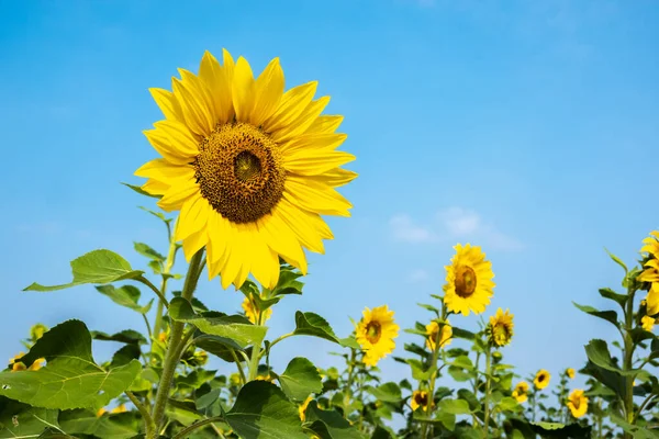 Slunečnice farma se žlutými květy — Stock fotografie