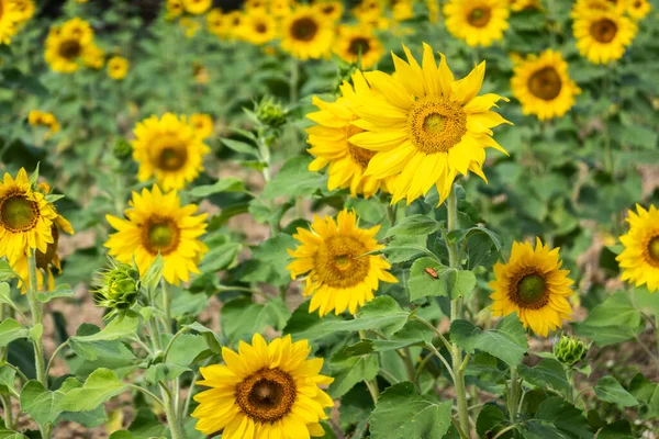 Sunflowers farm with yellow flowers — Stock Photo, Image