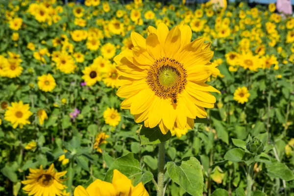 Girassóis fazenda com flores amarelas — Fotografia de Stock