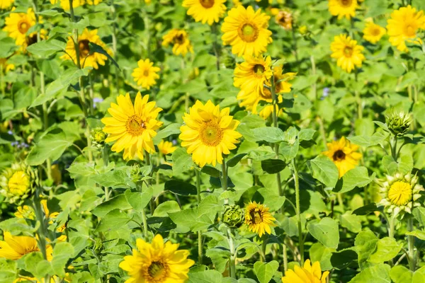 Girassóis fazenda com flores amarelas — Fotografia de Stock