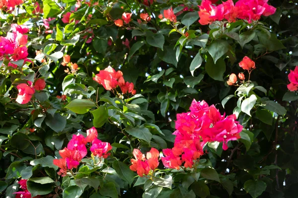 Rode bougainvillea bloemen — Stockfoto