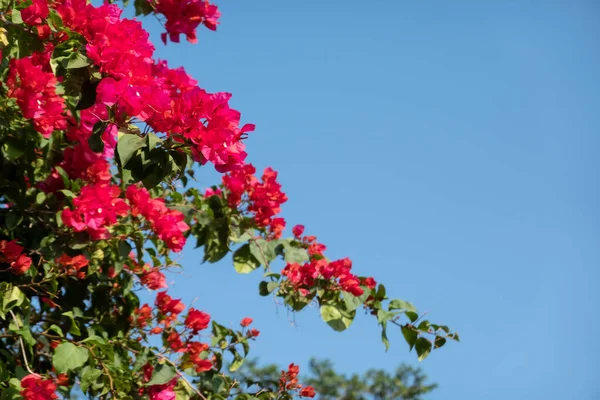 Flores vermelhas de buganvília — Fotografia de Stock