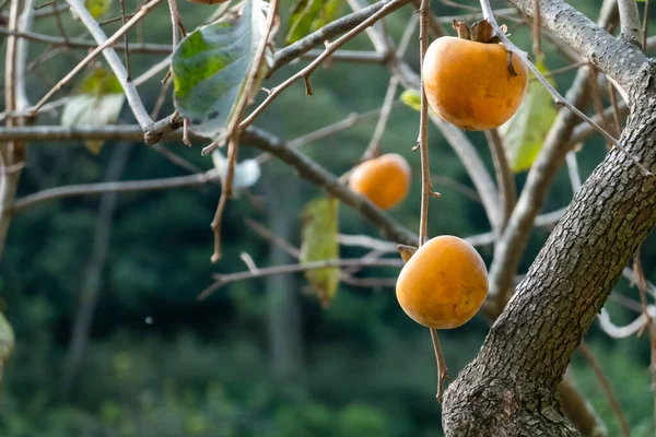 Caquis en el árbol — Foto de Stock