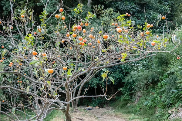 Persimmons on the tree — Stock Photo, Image