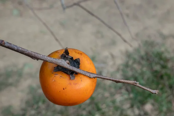 Caquis en el árbol — Foto de Stock