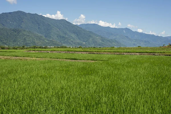 Groene paddy boerderij — Stockfoto