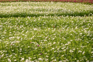 Beyaz kozmos çiçek çiftliği