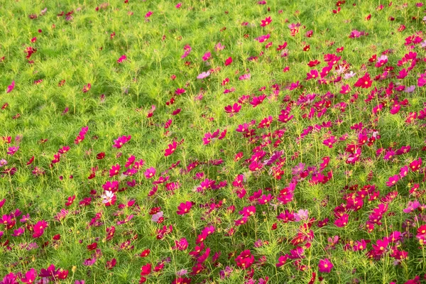 Kosmos bloemen boerderij — Stockfoto