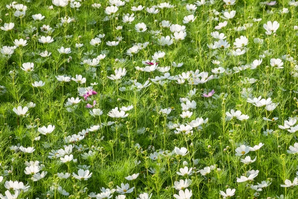 Cosmos branco flores fazenda — Fotografia de Stock