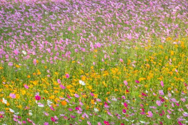 Renkli kozmos çiçek çiftliği