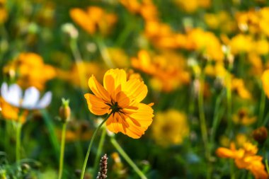 Renkli kozmos çiçek çiftliği