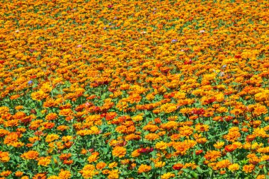 Renkli kozmos çiçek çiftliği