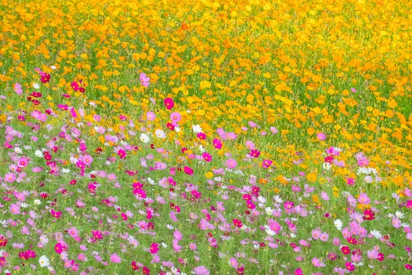 Colorido cosmos flores granja —  Fotos de Stock