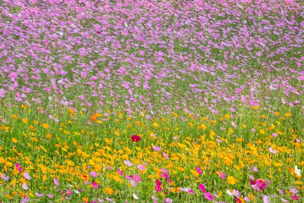 Cosmos coloridos flores fazenda — Fotografia de Stock