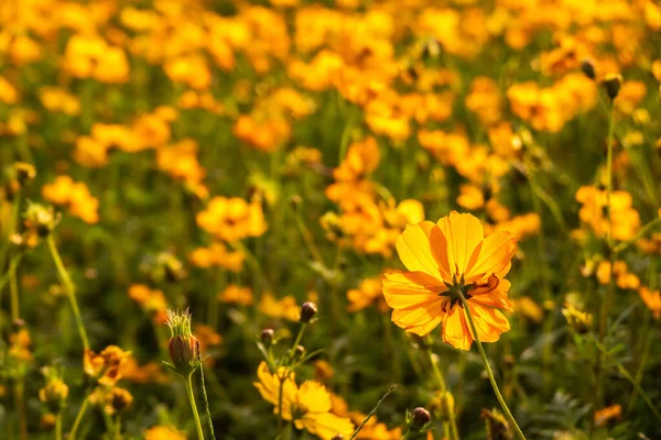 Kolorowe cosmos kwiaty gospodarstwa — Zdjęcie stockowe