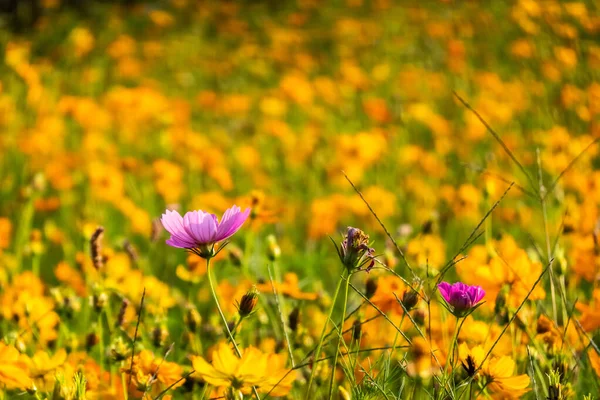 Kolorowe cosmos kwiaty gospodarstwa — Zdjęcie stockowe