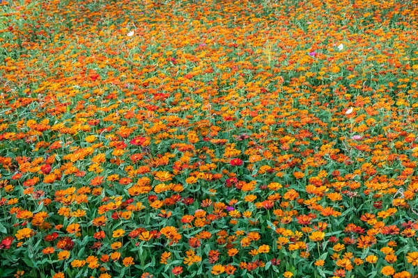 Cosmos coloridos flores fazenda — Fotografia de Stock