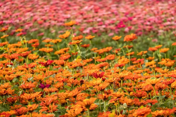 화려 한 우주의 꽃 농장 — 스톡 사진