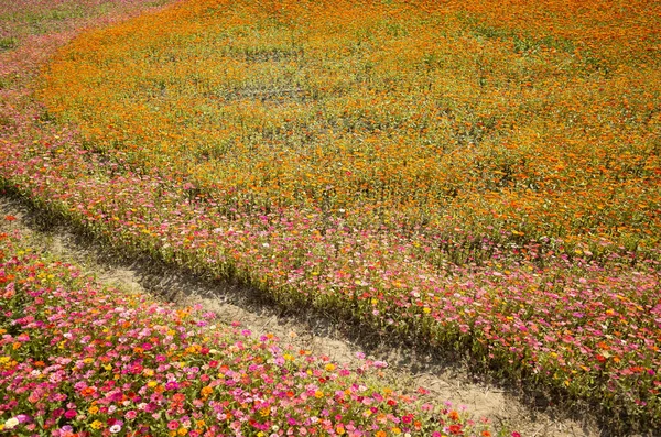 Colorido cosmos flores granja — Foto de Stock