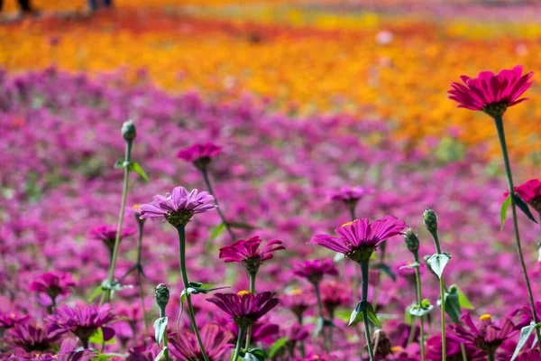 Růžové a fialové kosmu květiny farma — Stock fotografie