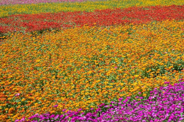 Cosmos coloridos flores fazenda — Fotografia de Stock