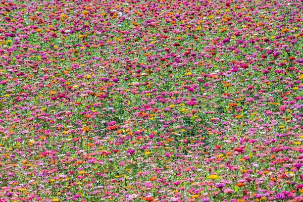Colorido cosmos flores granja —  Fotos de Stock