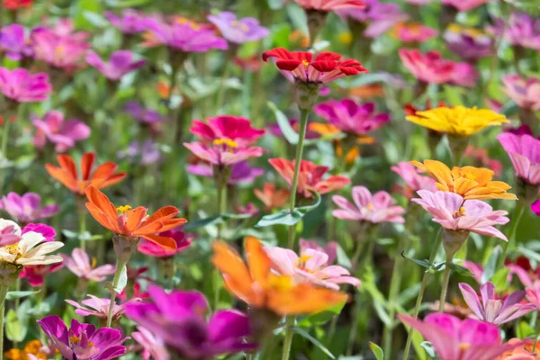 Cosmos coloridos flores fazenda — Fotografia de Stock