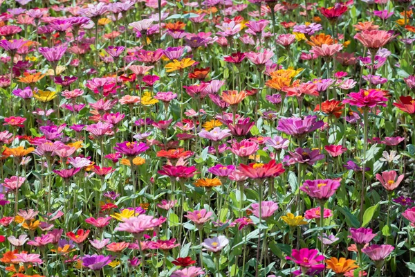 Renkli kozmos çiçek çiftliği — Stok fotoğraf