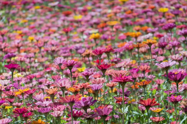 화려 한 우주의 꽃 농장 — 스톡 사진