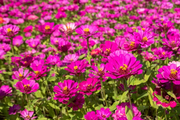 粉色和紫色宇宙花朵农场 — 图库照片