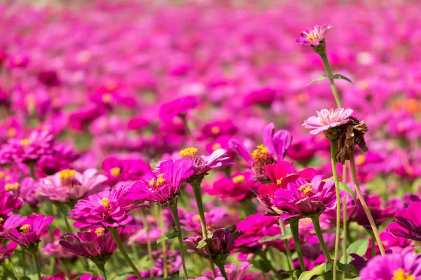 粉色和紫色宇宙花朵农场 — 图库照片