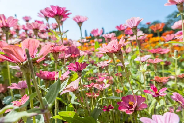 Rose cosmos fleurs ferme — Photo